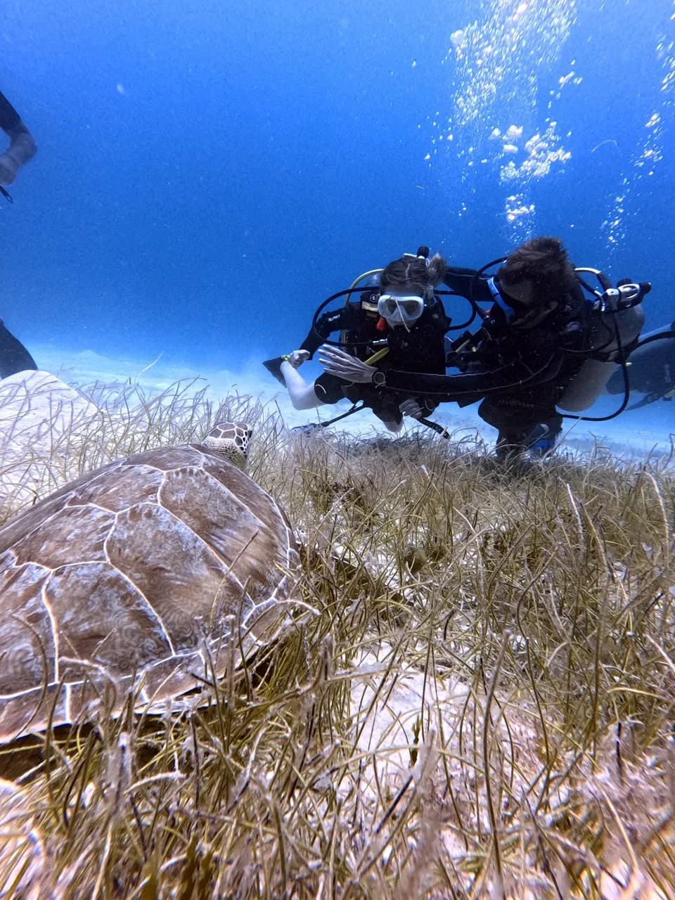 Dos buceadores con una tortuga verde sobre la pradera