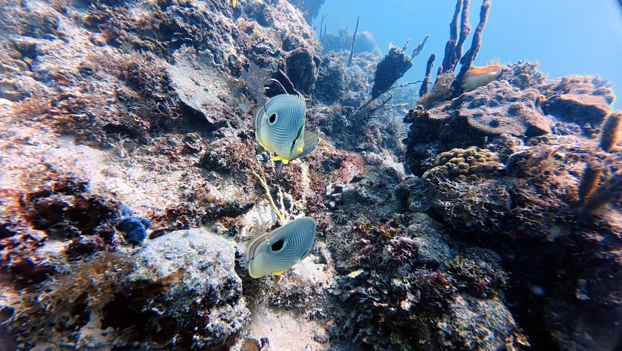 Guaraguao reef